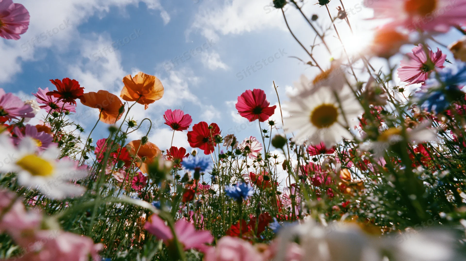Colorful wildflowers blooming in a meadow under a blue sky with scattered clouds