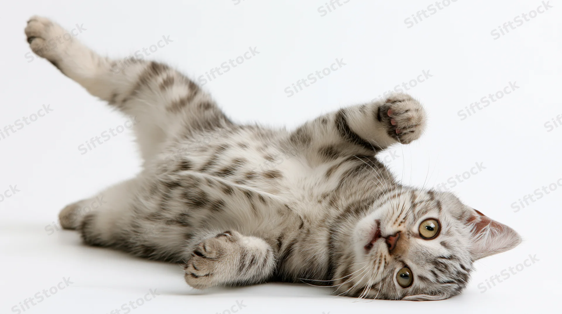 Young grey tabby kitten lying on its back with one hind leg raised in a studio setting