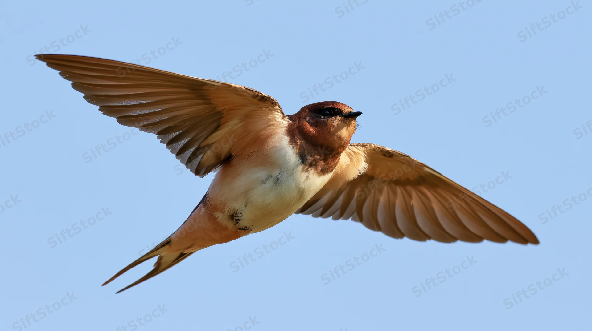 Barn swallow in mid-flight with wings fully spread against a clear blue sky