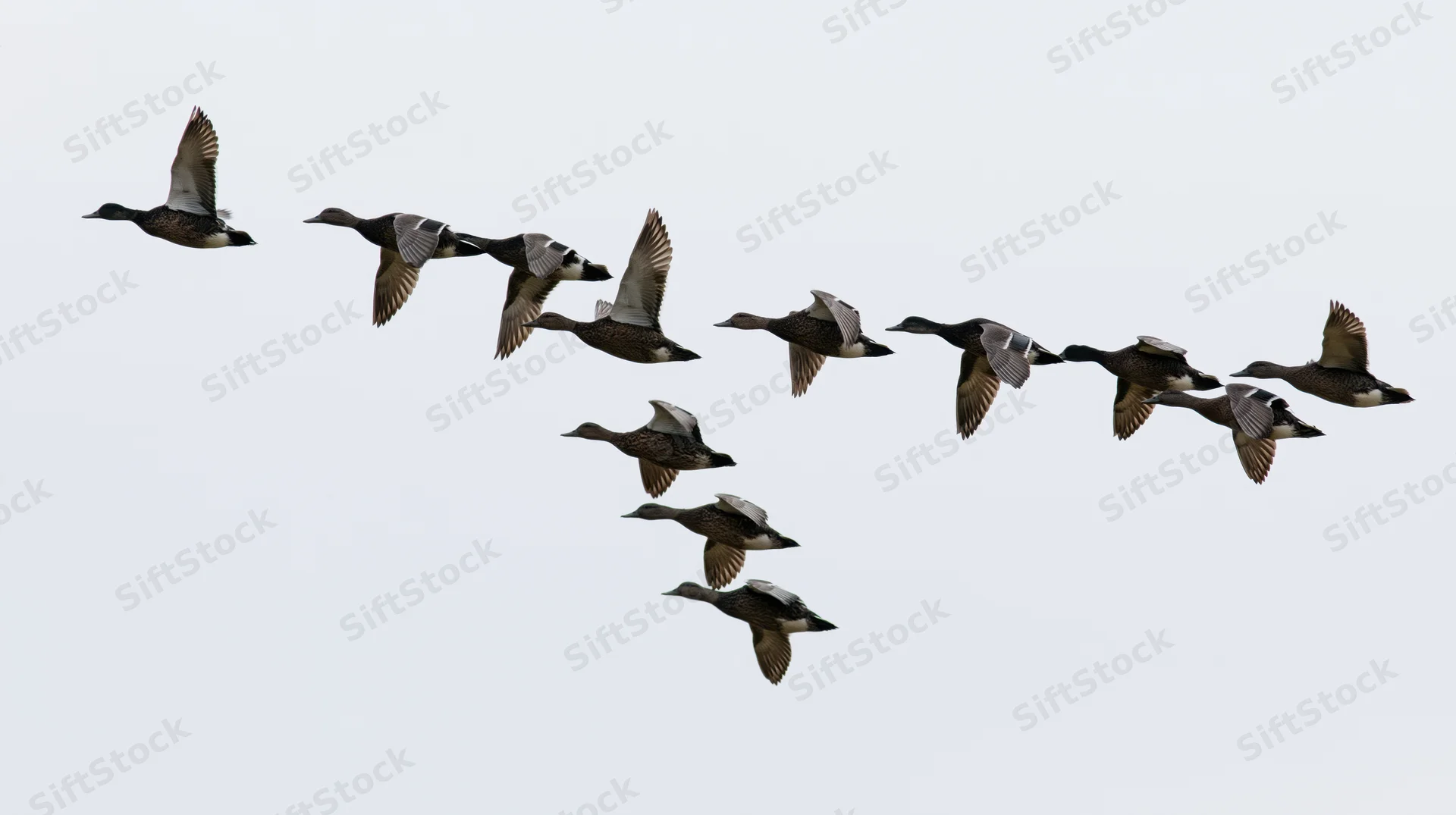 Flock of ducks flying in loose v-formation against overcast sky
