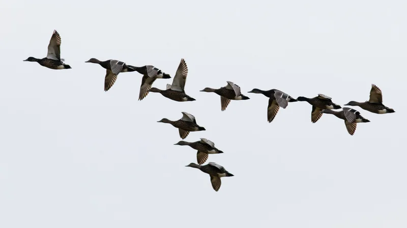 Flock of ducks flying in loose v-formation against overcast sky