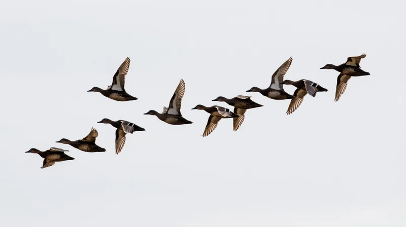 Flock of ducks flying in loose v-formation against overcast sky