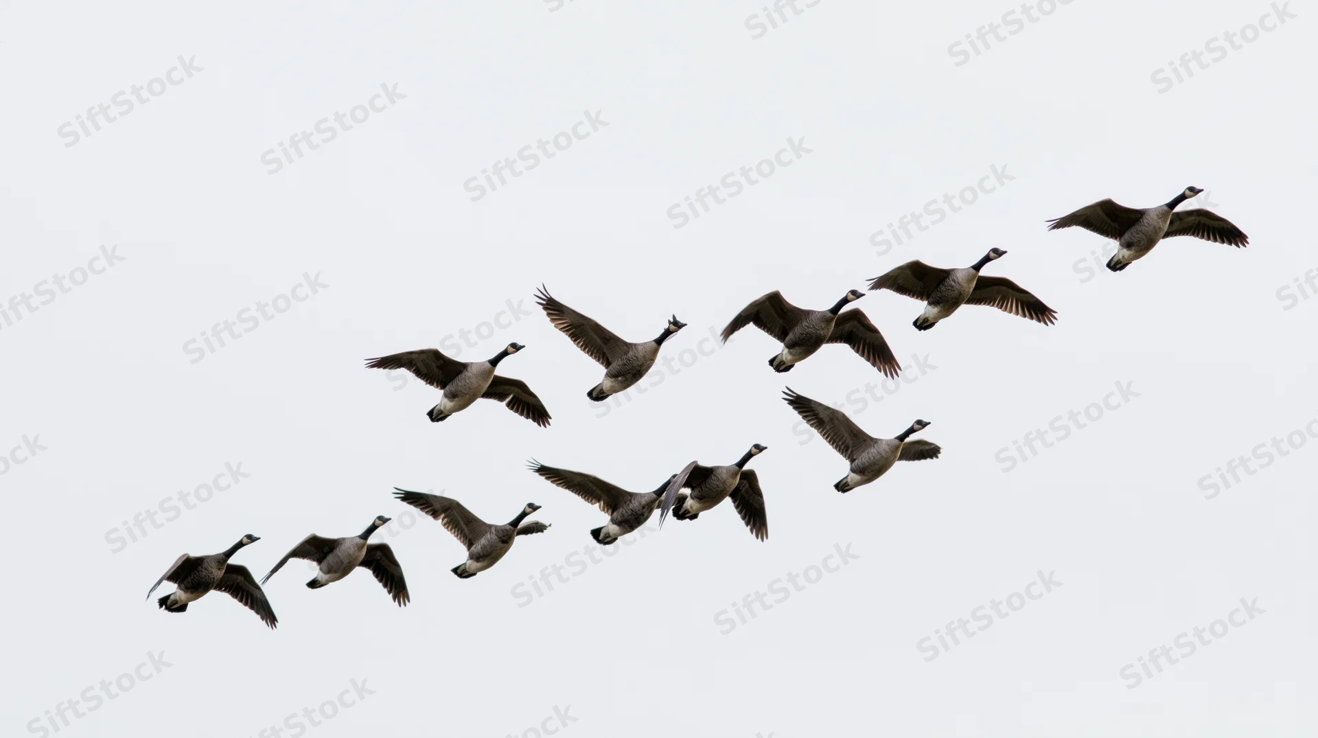 Flock of geese flying in loose v-formation against overcast sky
