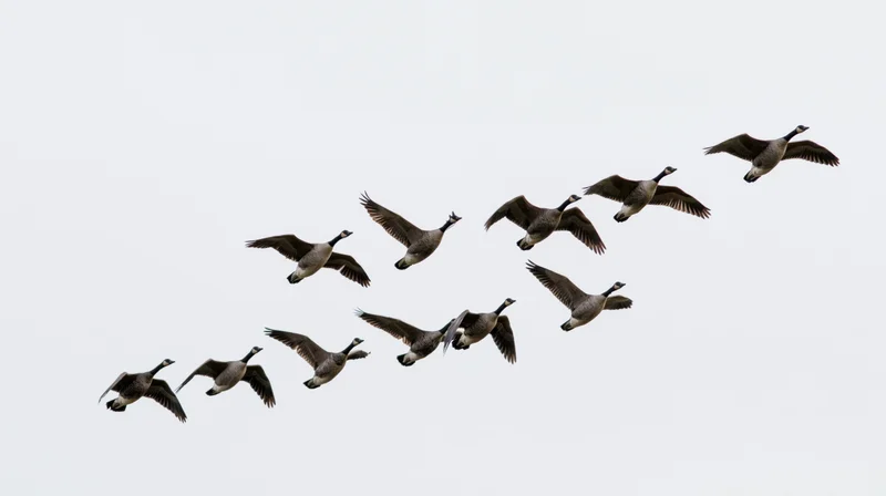Flock of geese flying in loose v-formation against overcast sky