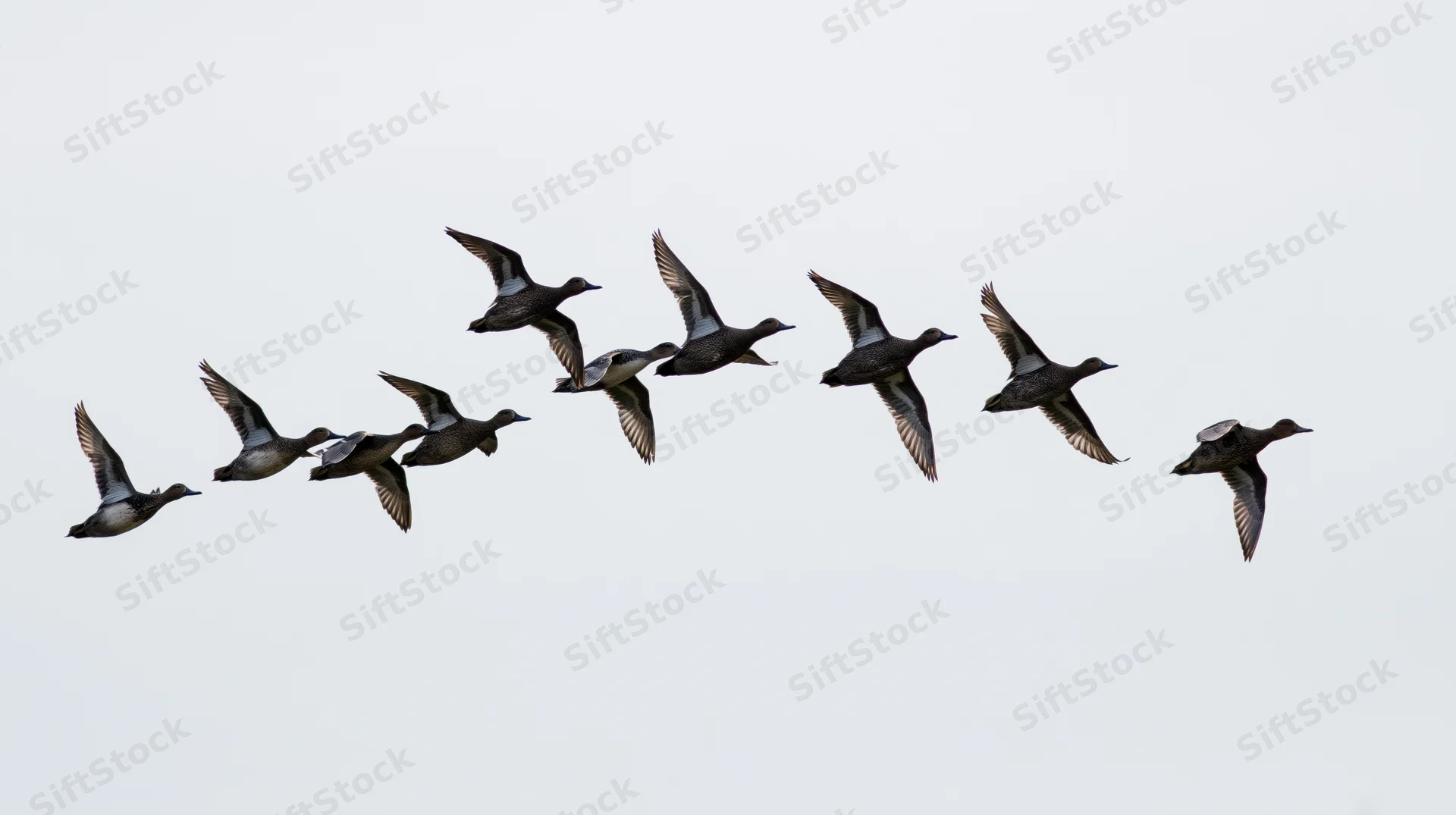 Ducks flying in loose v-formation against overcast sky