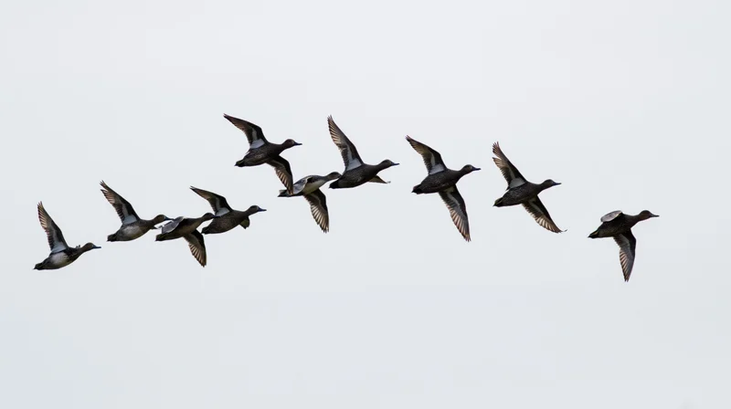 Ducks flying in loose v-formation against overcast sky