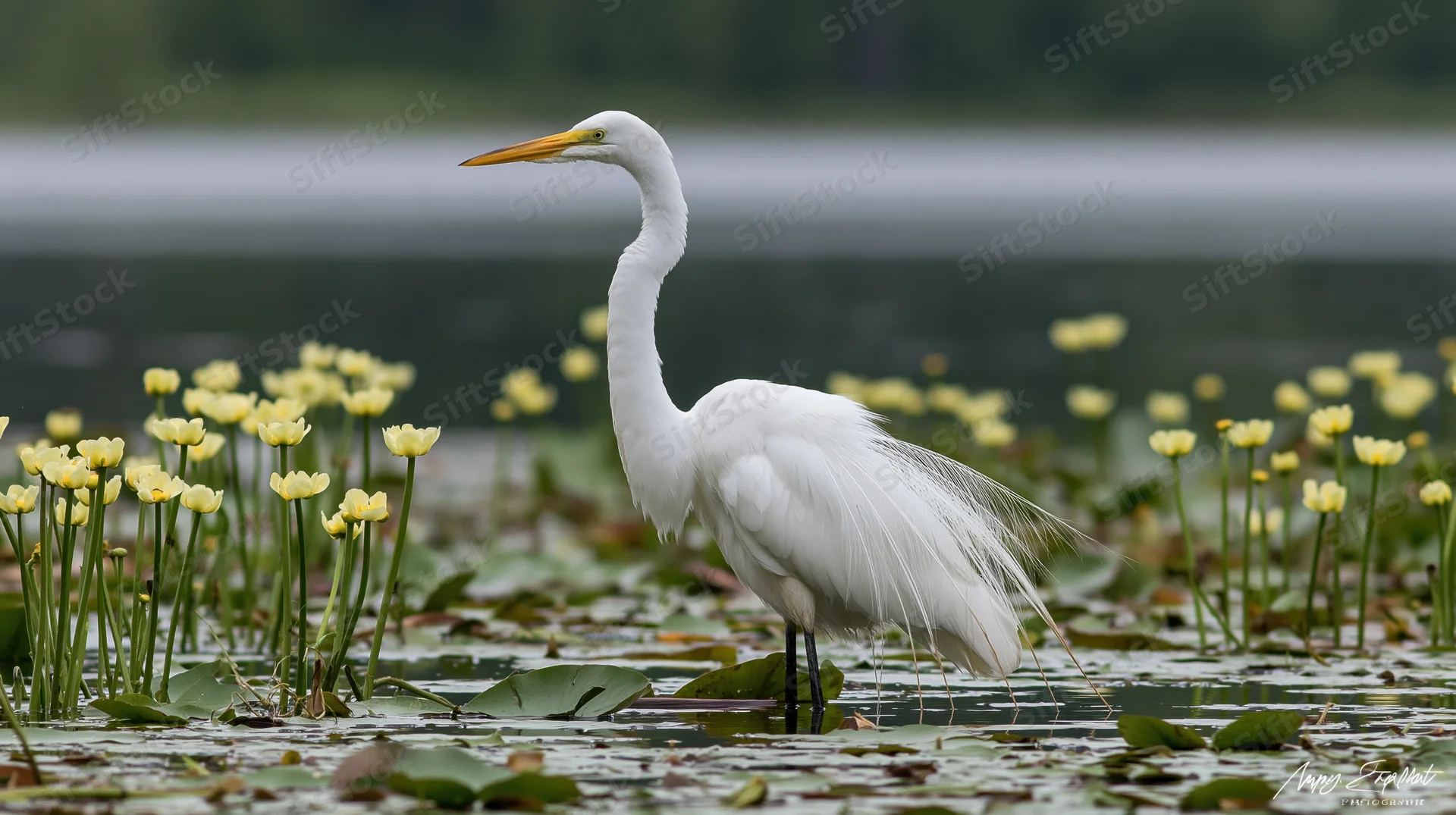 Great egret standing still in shallow wetland water among yellow lilies and green foliage