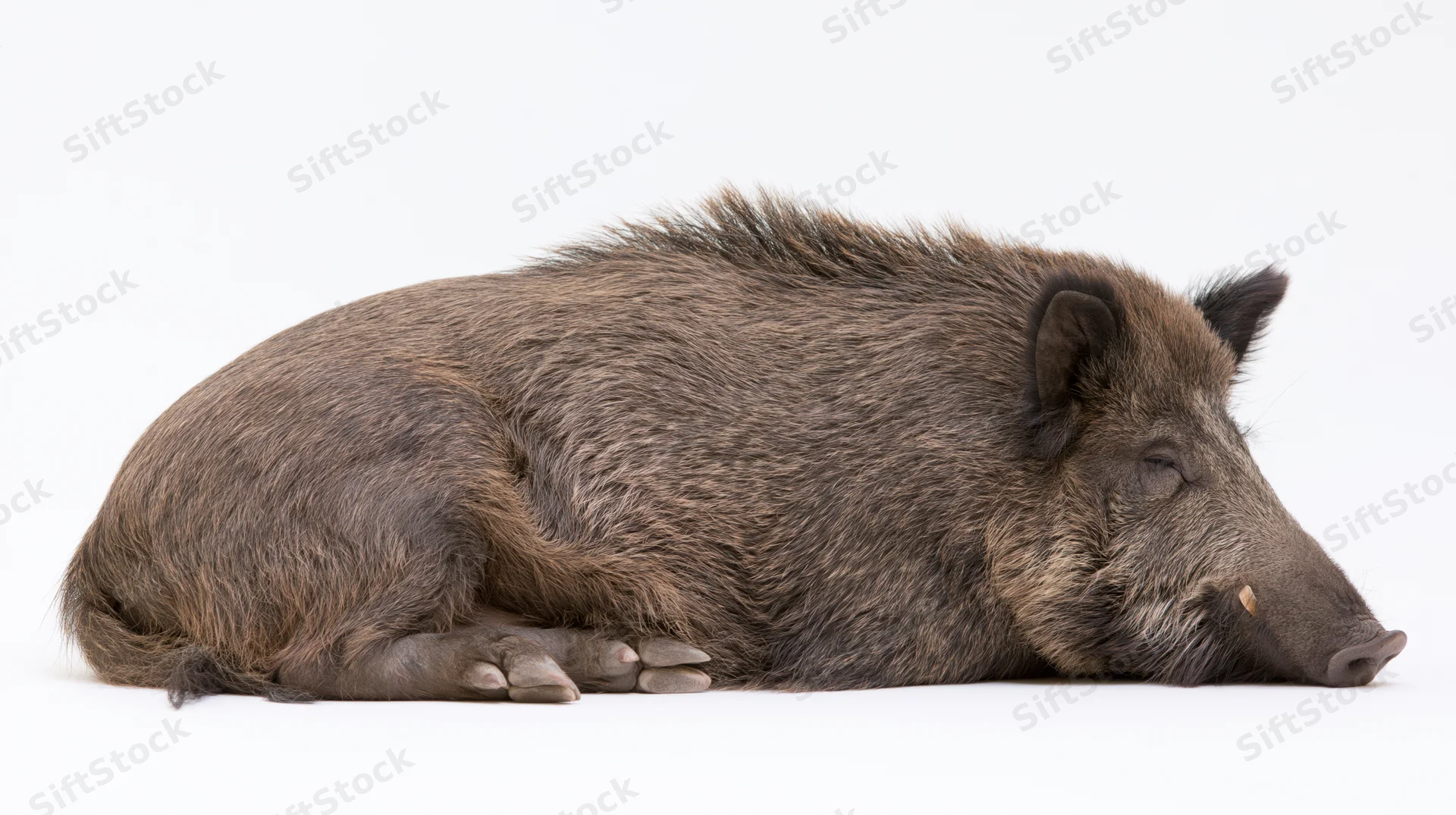Wild boar lying on its side resting full body visible on white background