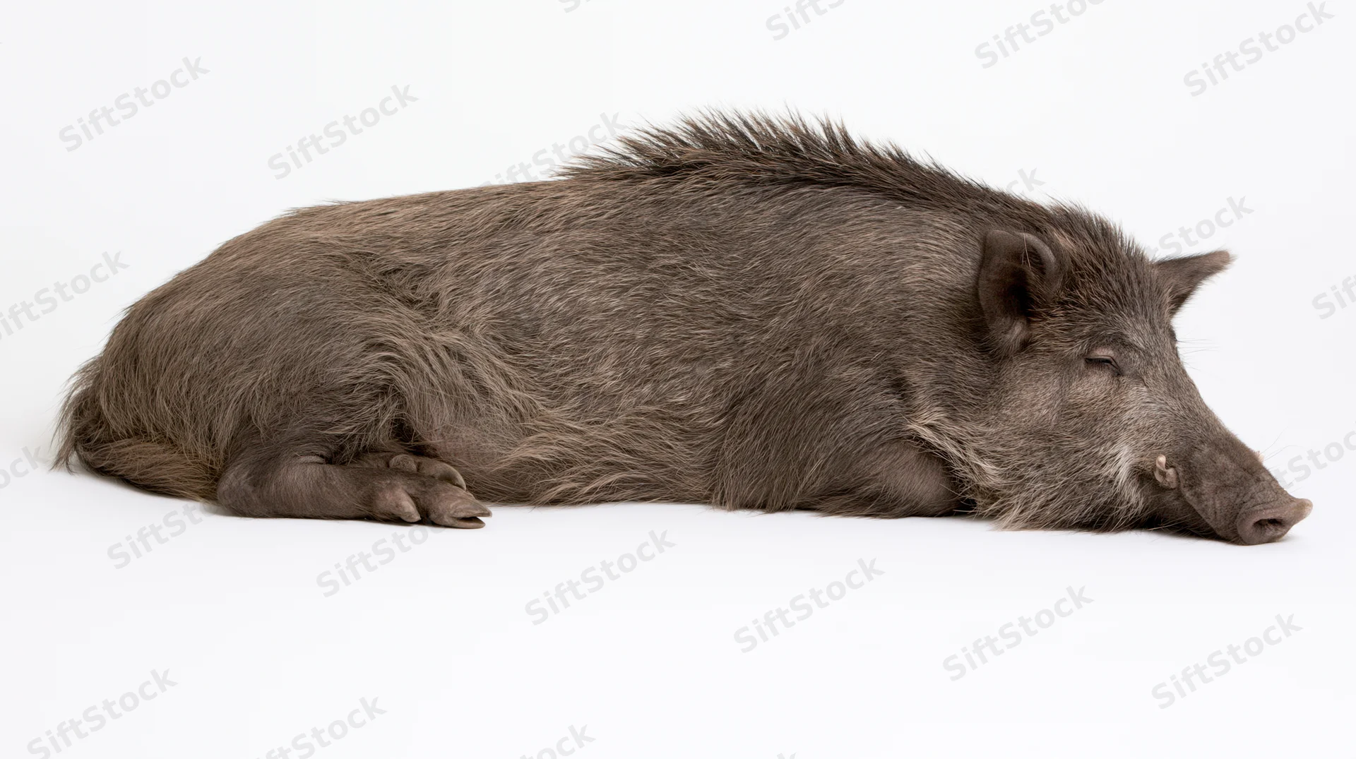 Wild boar lying on its side resting full body visible on white background