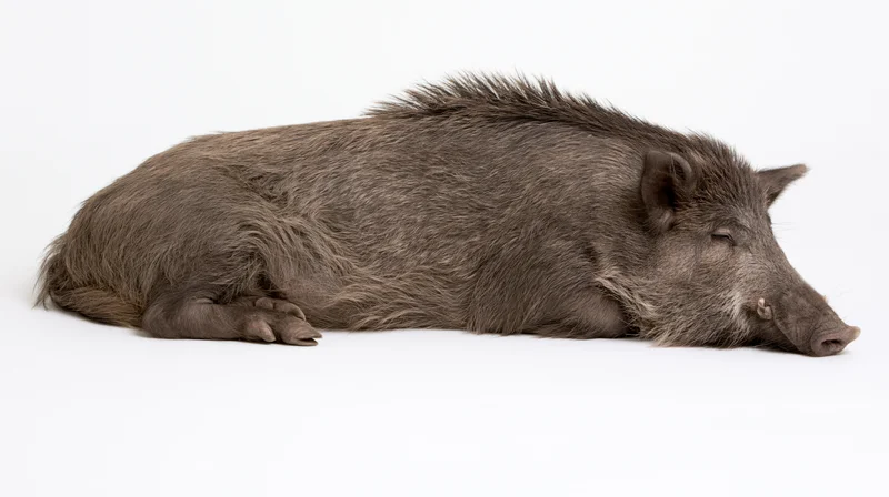 Wild boar lying on its side resting full body visible on white background