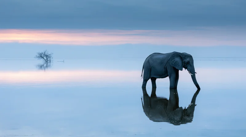 African elephant standing still in shallow floodwater reflecting in calm water at dusk