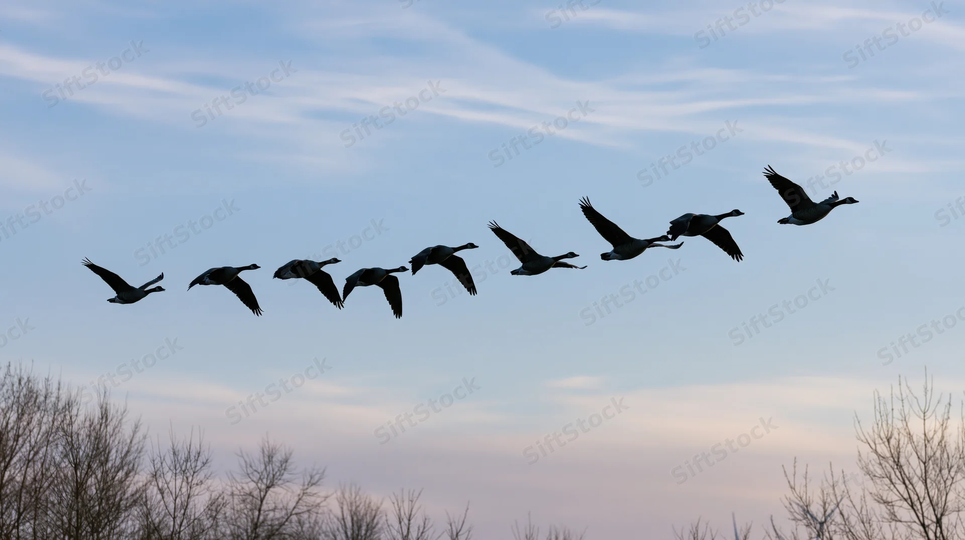 Geese flying in partial v-formation against twilight sky above bare trees