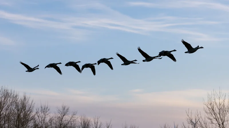 Geese flying in partial v-formation against twilight sky above bare trees