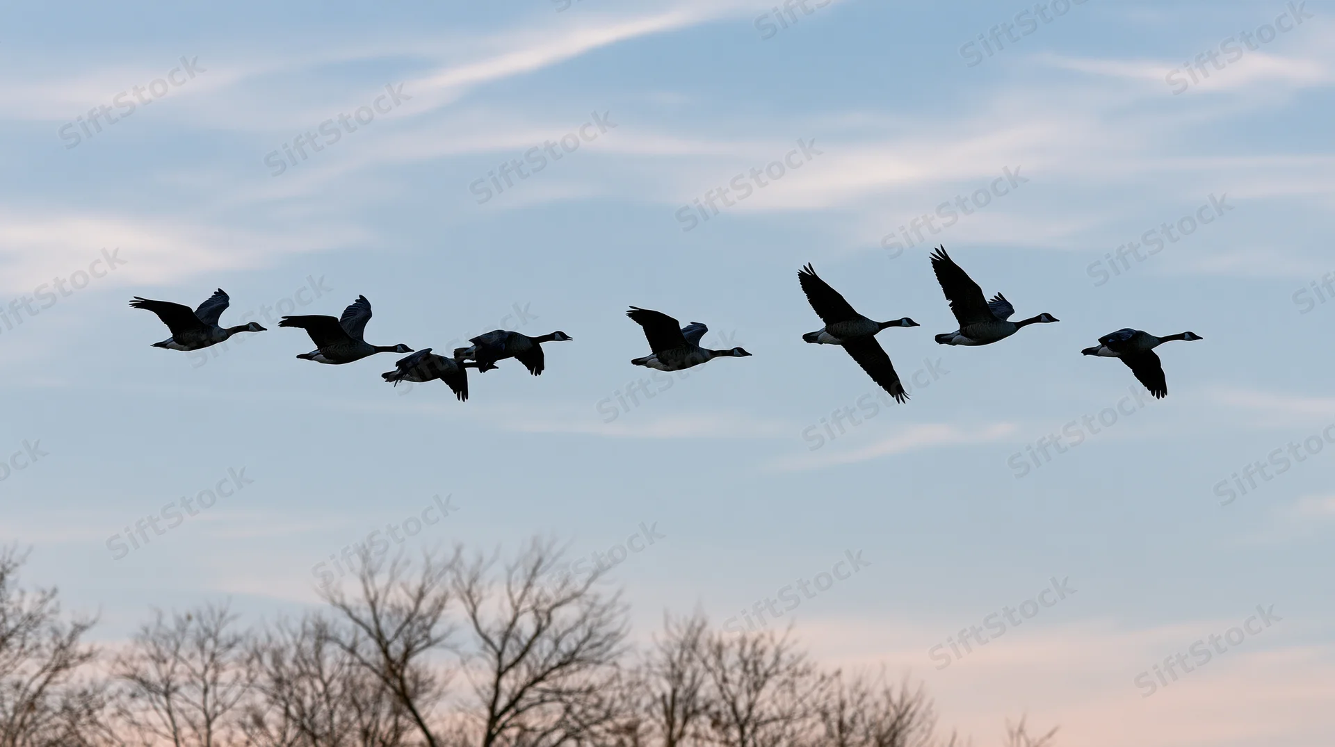 Silhouetted canada geese flying in partial v-formation against twilight sky above bare trees