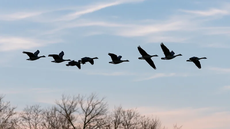 Silhouetted canada geese flying in partial v-formation against twilight sky above bare trees