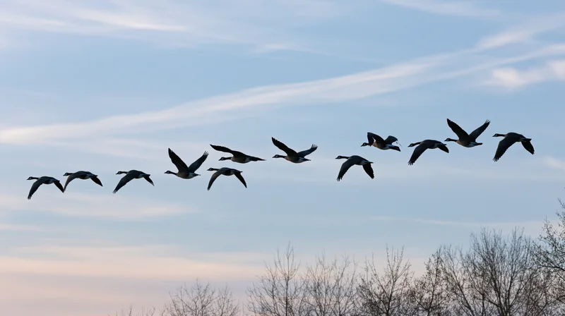 Canada geese flying in partial v-formation against twilight sky above bare trees