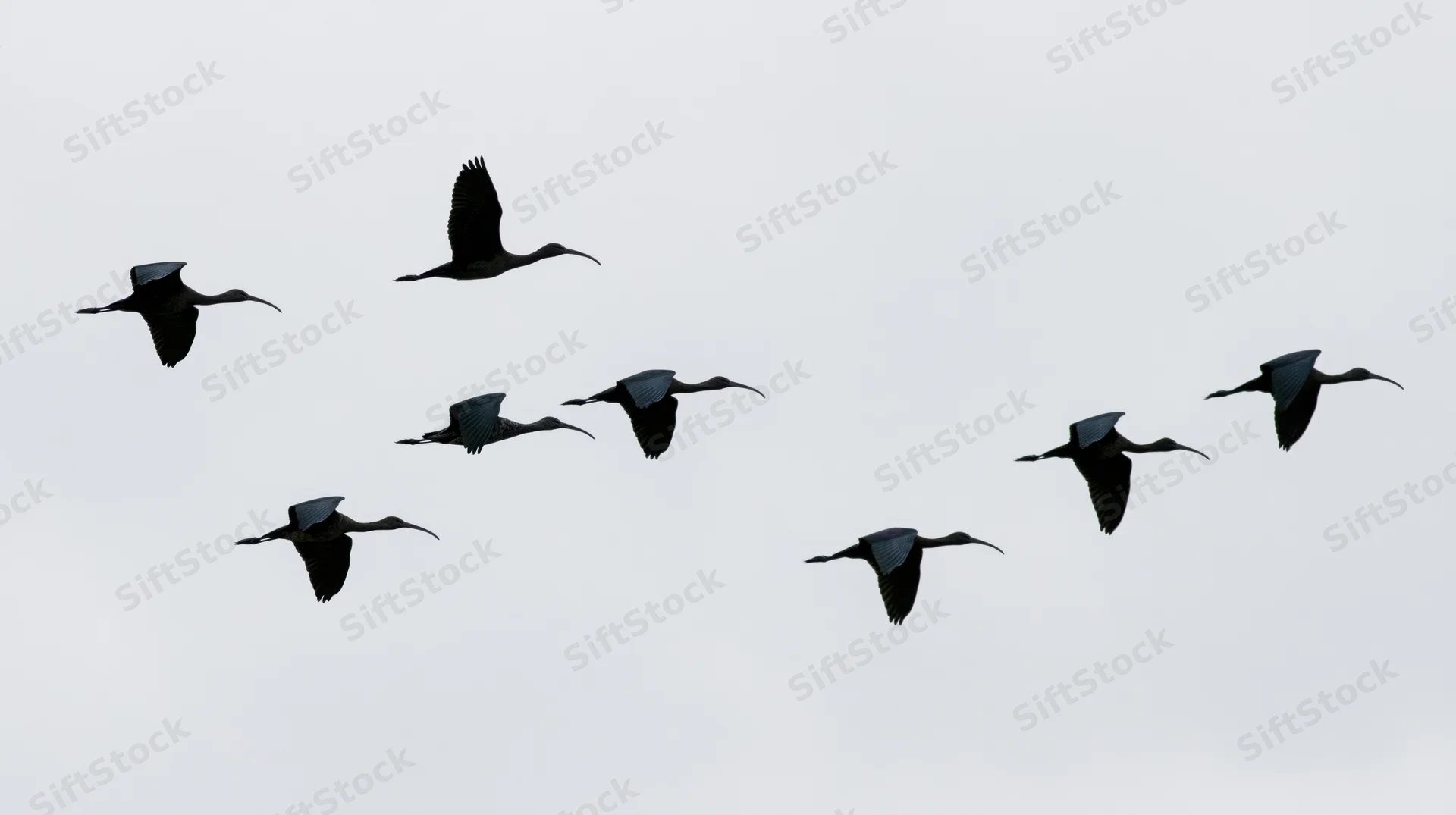 Seven dark ibises flying in loose formation against overcast sky
