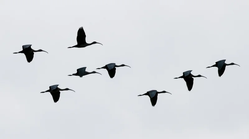 Seven dark ibises flying in loose formation against overcast sky