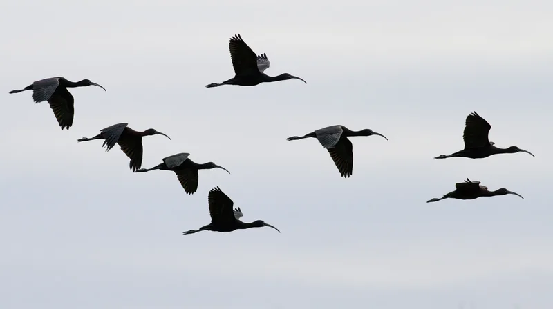 Seven dark ibises flying in loose formation against overcast sky