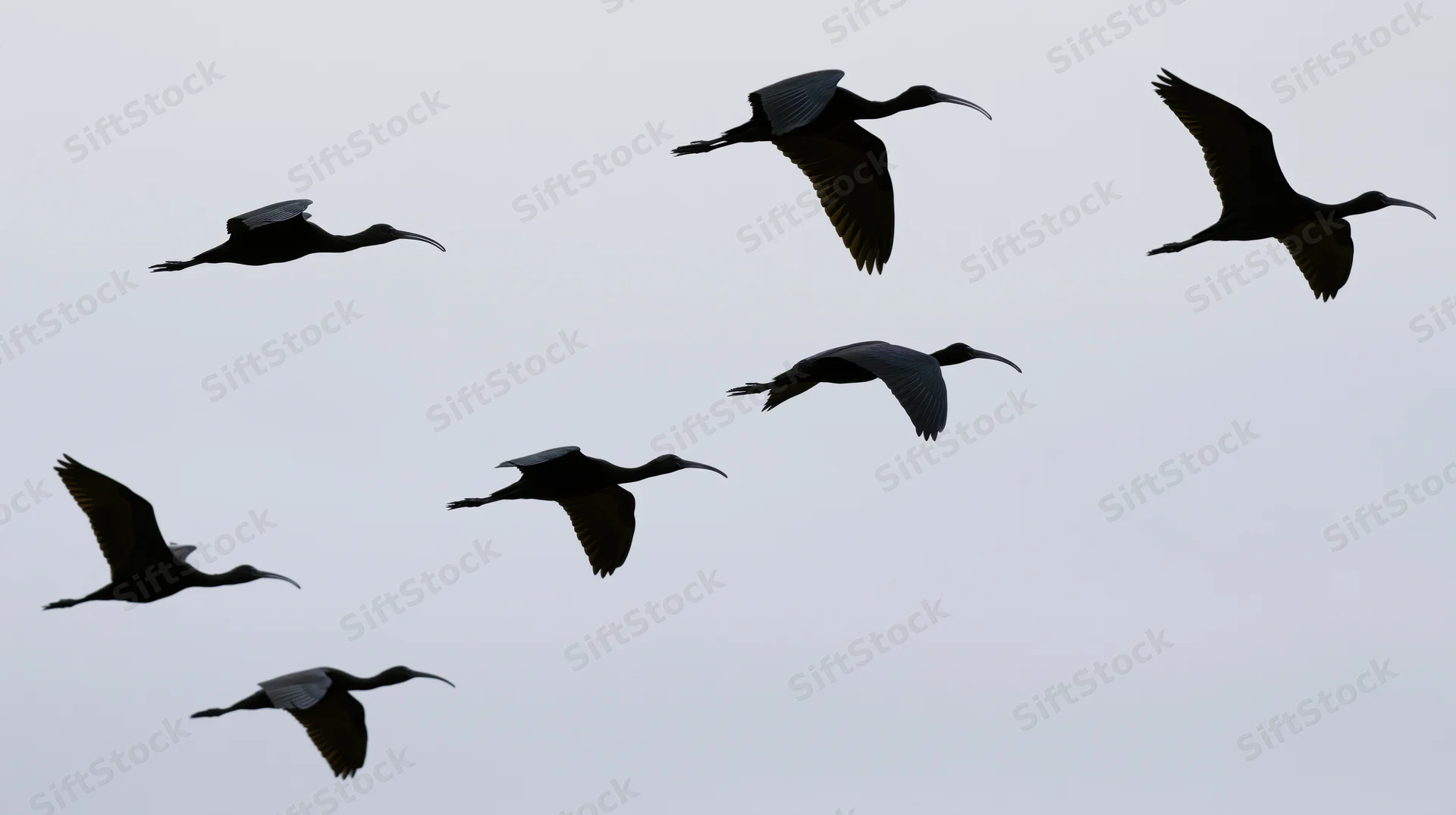 Seven dark ibises flying in loose formation against overcast sky