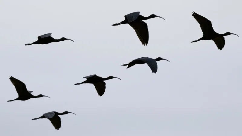Seven dark ibises flying in loose formation against overcast sky
