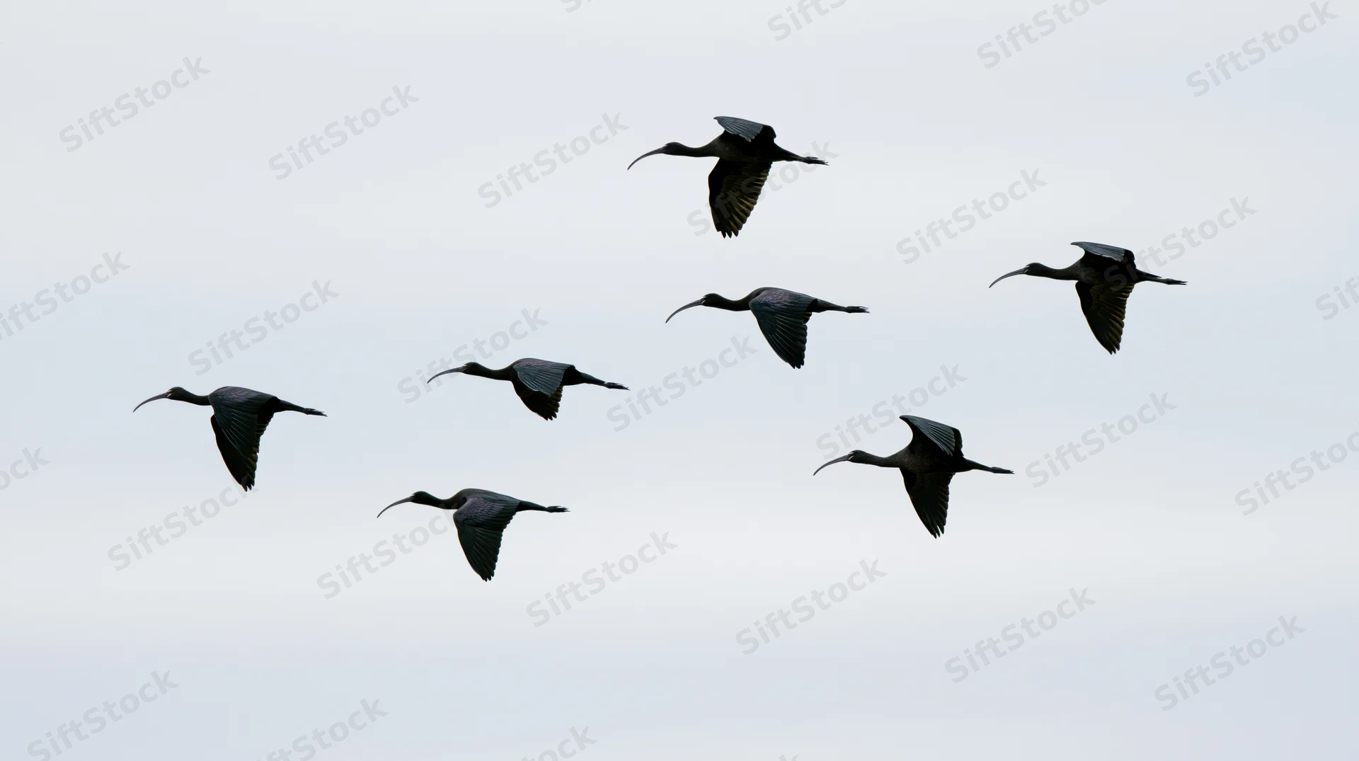 Seven dark ibises flying in loose formation against overcast sky