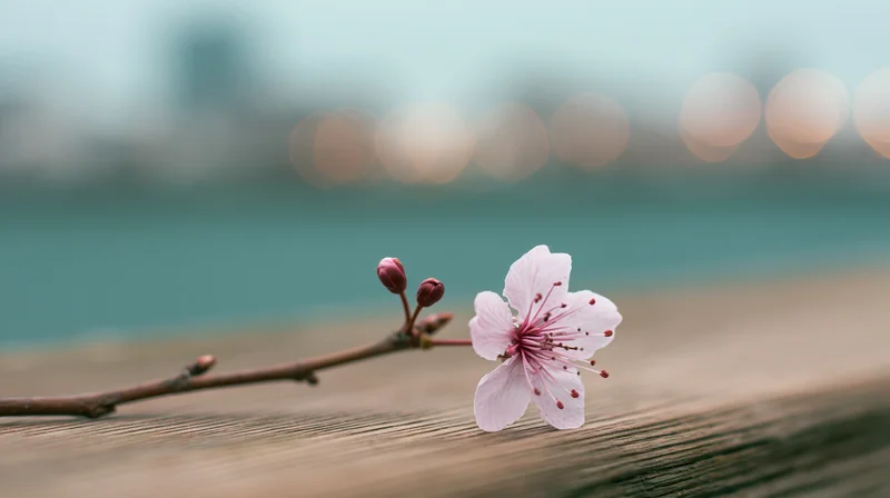 Cherry blossom in full bloom resting on a wooden surface with blurred city lights in the background
