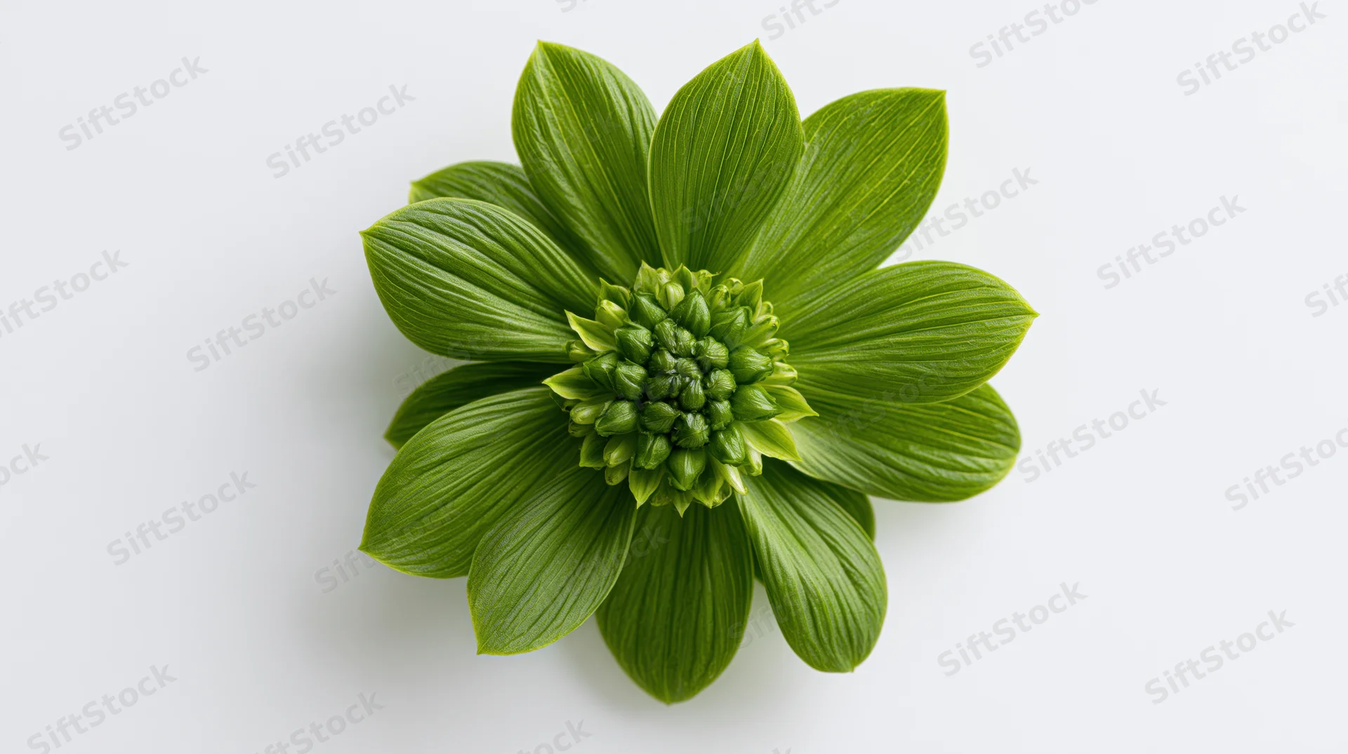 Green flower with broad ribbed petals and dense central bud viewed from above on white background