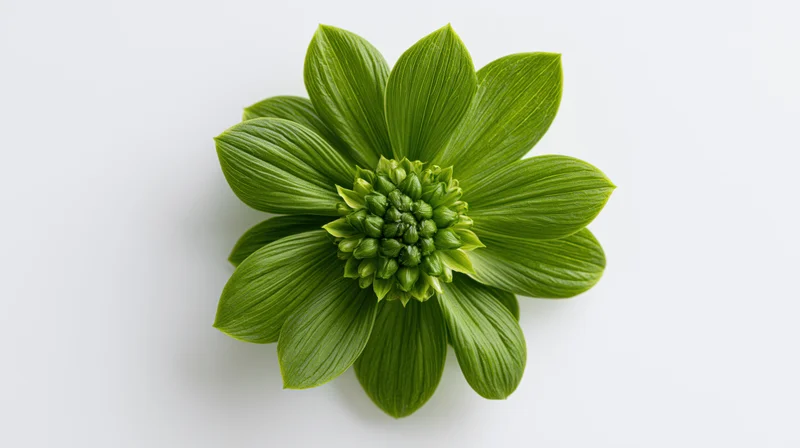 Green flower with broad ribbed petals and dense central bud viewed from above on white background