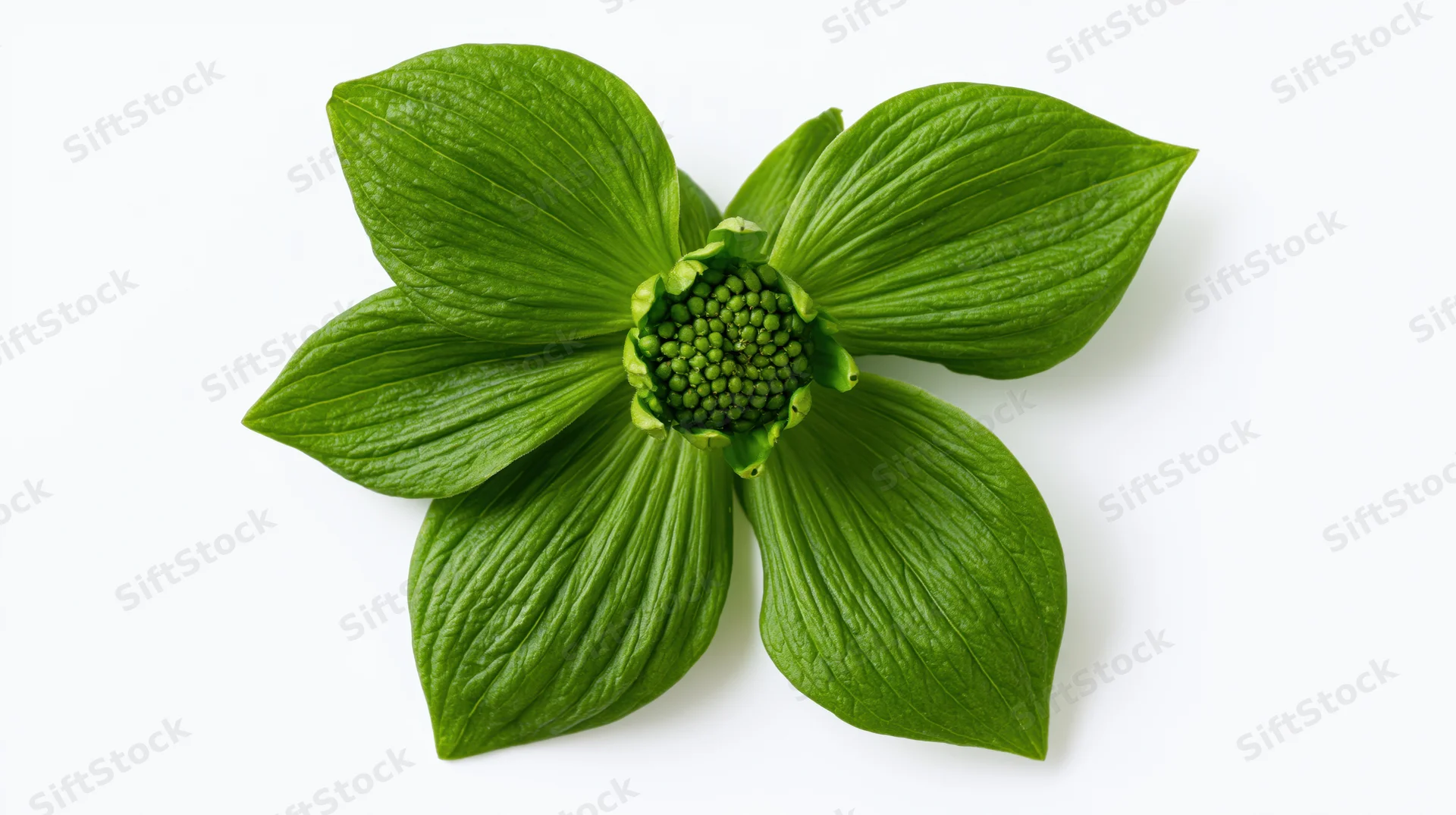 Green flower with broad ribbed petals and dense central core on white background