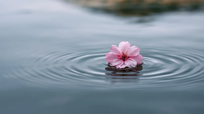 Pink cherry blossom floating on still water creating ripples with reflection
