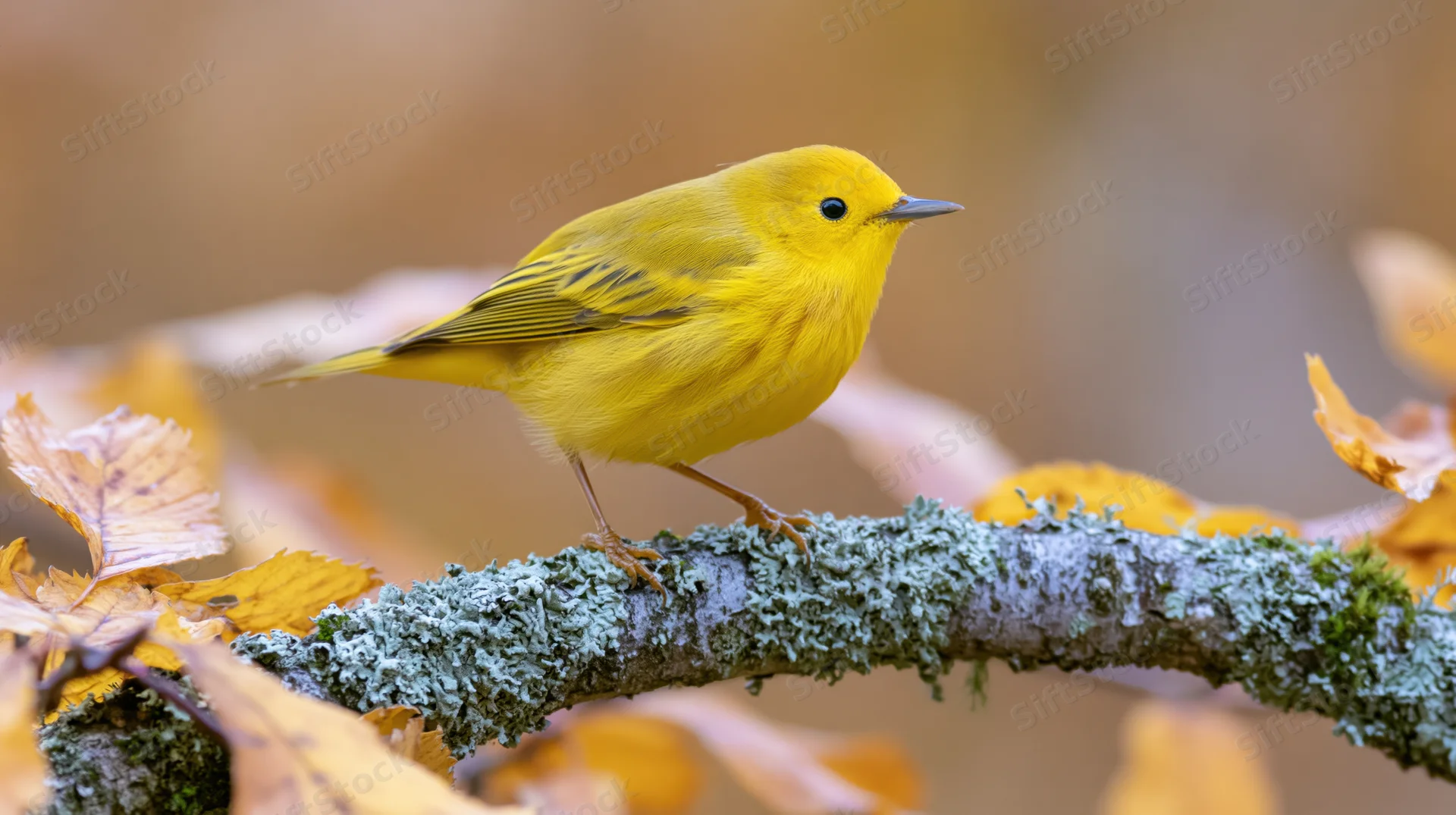 Small yellow warbler perched on moss-covered branch among autumn leaves in woodland setting