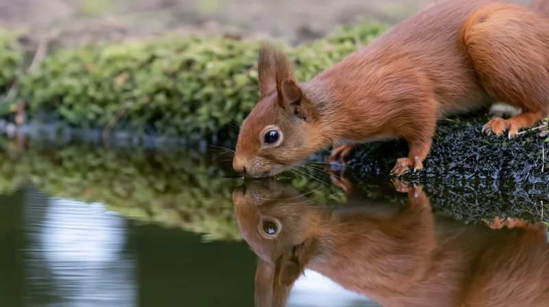 Red squirrel drinking from still water beside mossy log in forest