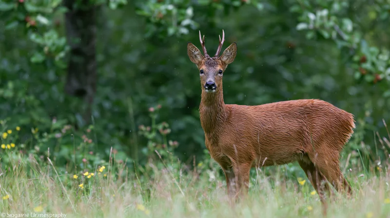 Young roe deer buck standing alert in tall grass in a forest meadow