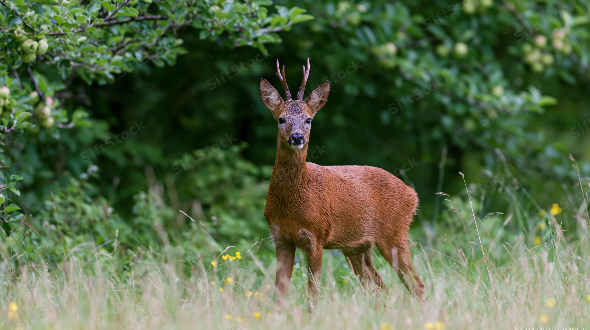 Young roe deer buck standing alert in tall grass in a forest meadow