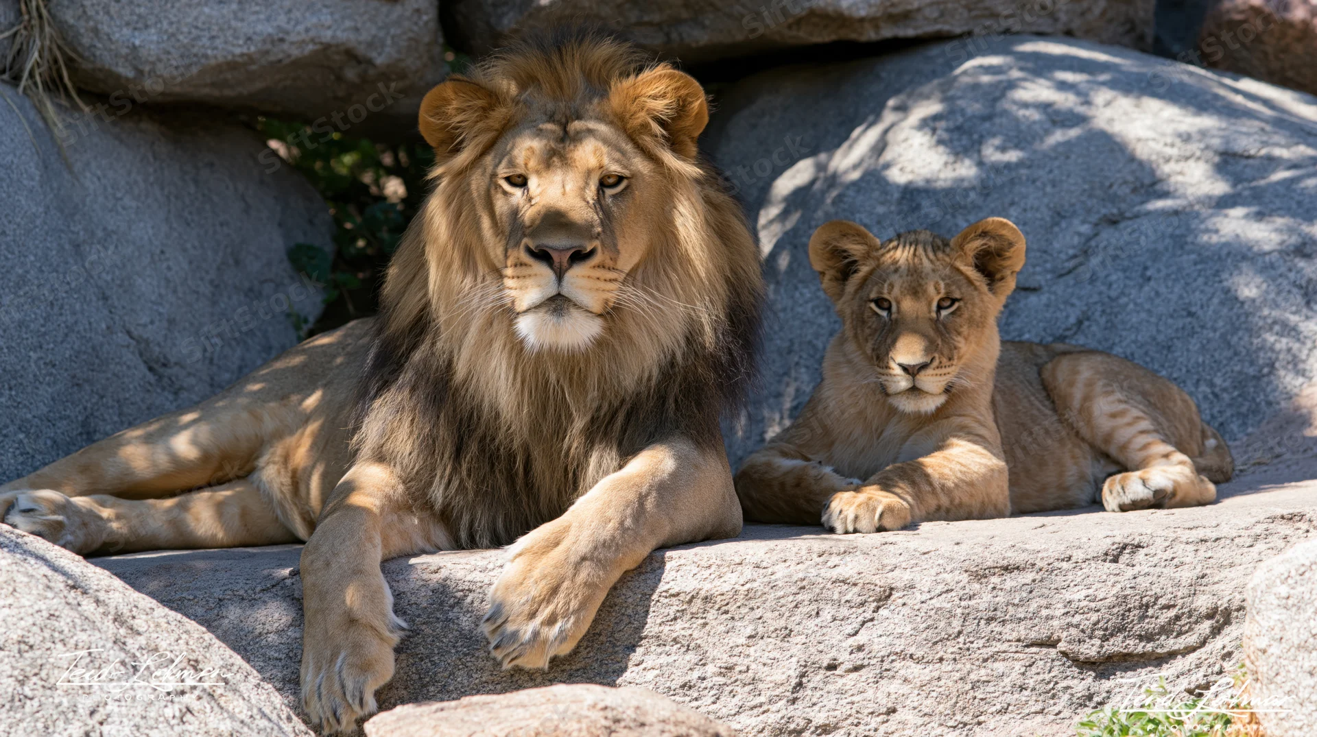 Adult male lion with full mane and young cub resting together on rocks in sunlight