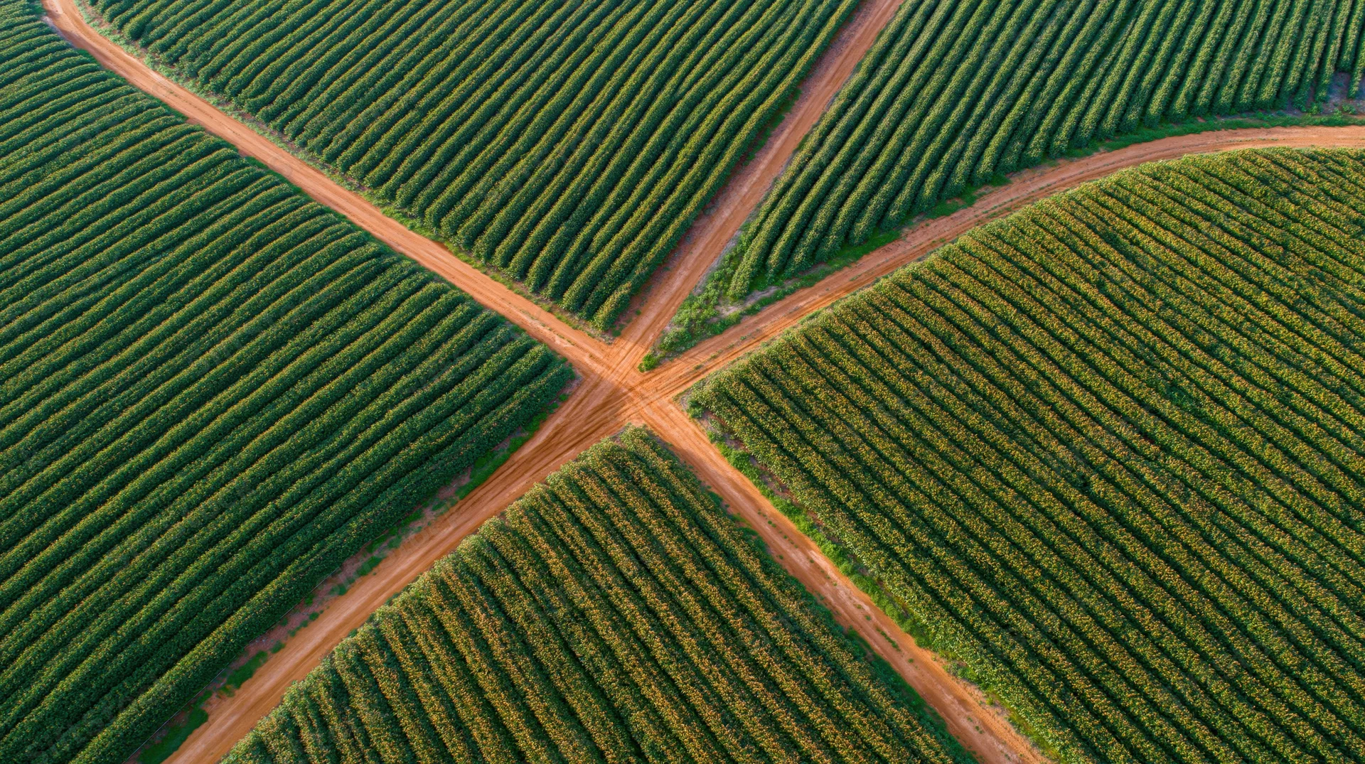 Aerial view of intersecting dirt paths crossing rows of corn crops in a vast agricultural field