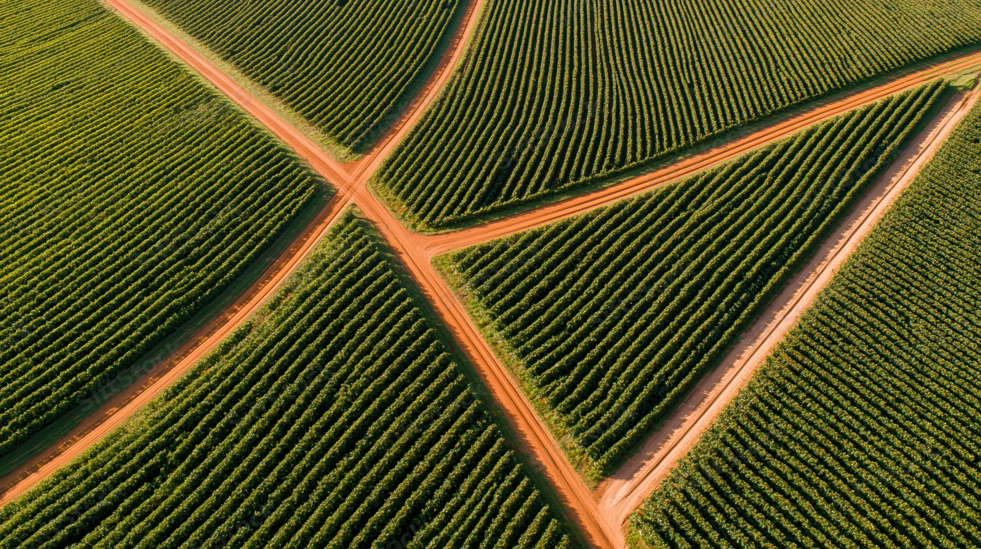 Aerial view of intersecting rows in a green vineyard field