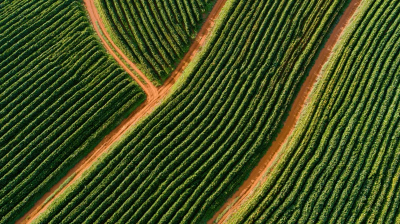 Aerial view of rows of grapevines in a vineyard with dirt paths intersecting the fields
