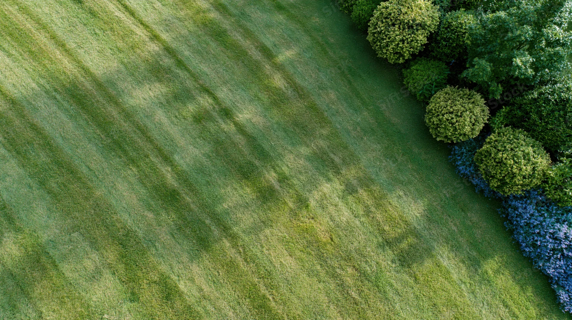 Aerial view of a freshly mowed lawn with striped grass pattern and border of shrubs and blue flowers