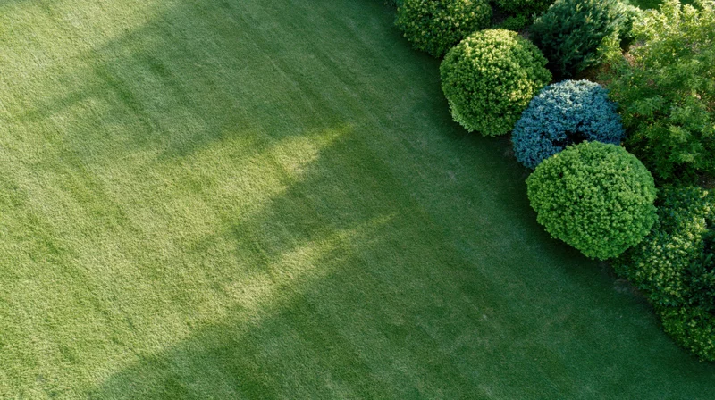 Aerial view of a freshly mowed lawn bordered by rounded shrubs in a garden setting