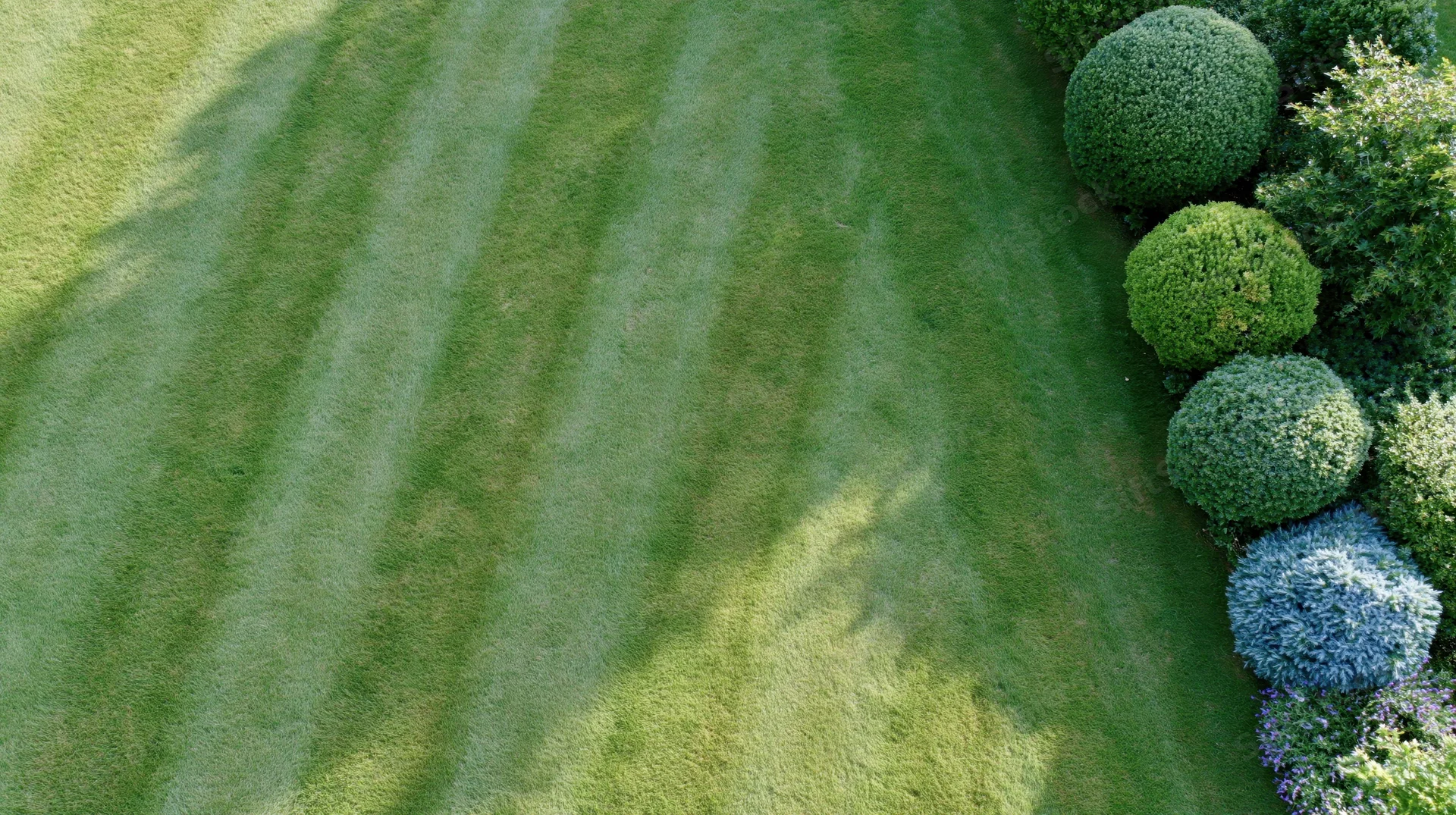 Aerial view of a freshly mowed lawn with striped grass and rounded shrubs along the edge
