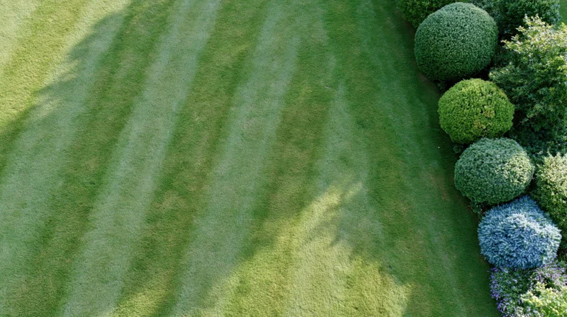 Aerial view of a freshly mowed lawn with striped grass and rounded shrubs along the edge