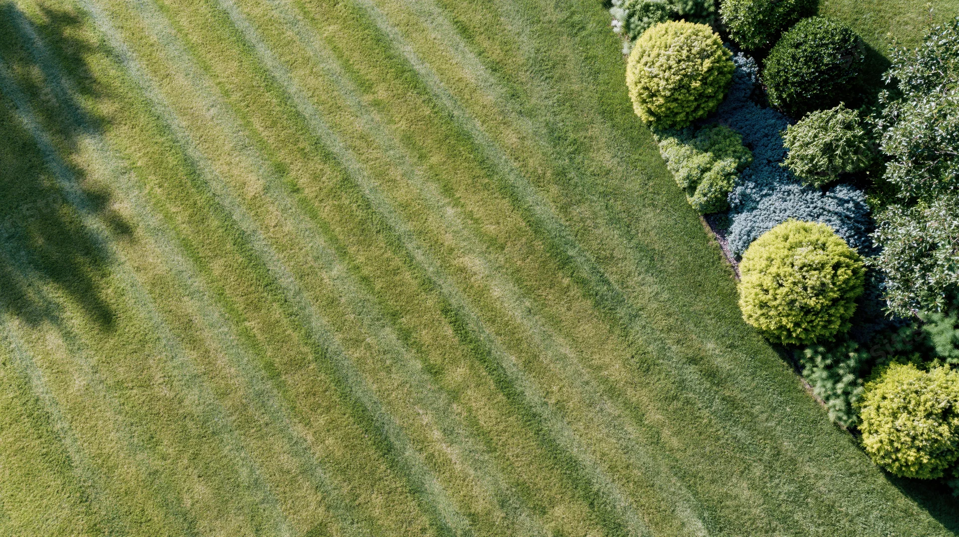 Aerial view of a striped mowed lawn beside trimmed shrubs in a garden