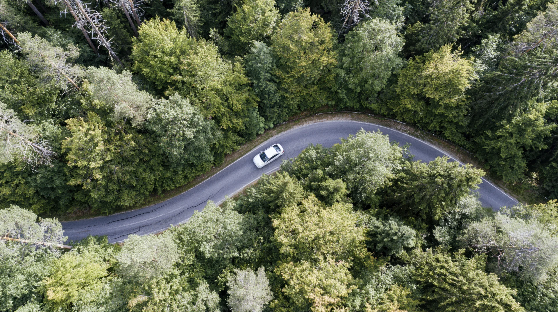 White car driving on winding road through dense forest from aerial view