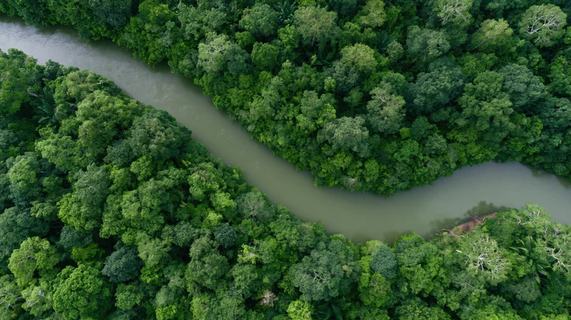 Winding river through dense tropical rainforest canopy viewed from above