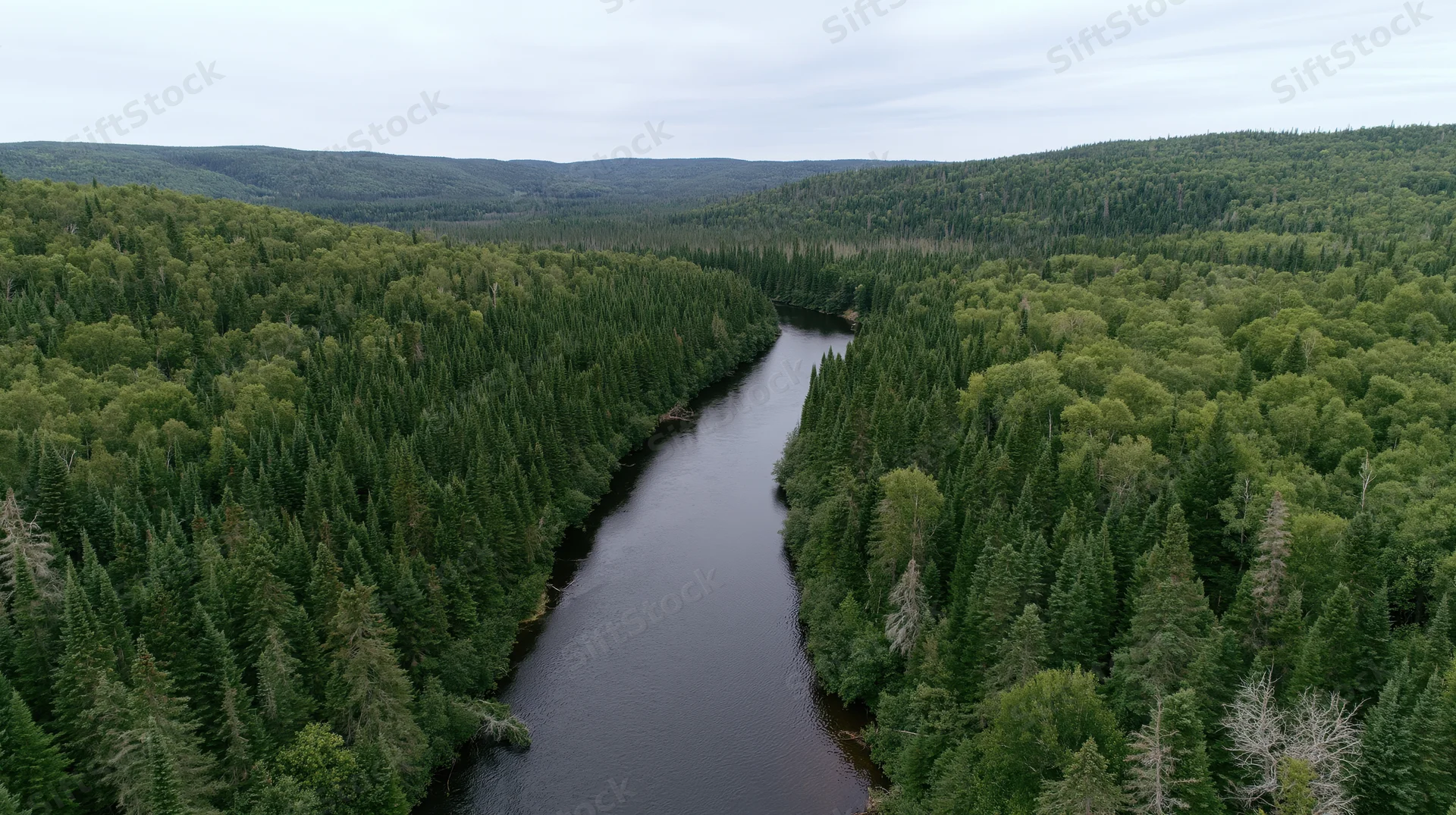 Aerial view of a narrow dark river winding through dense green forested valley