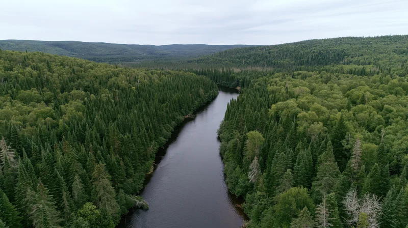 Aerial view of a narrow dark river winding through dense green forested valley
