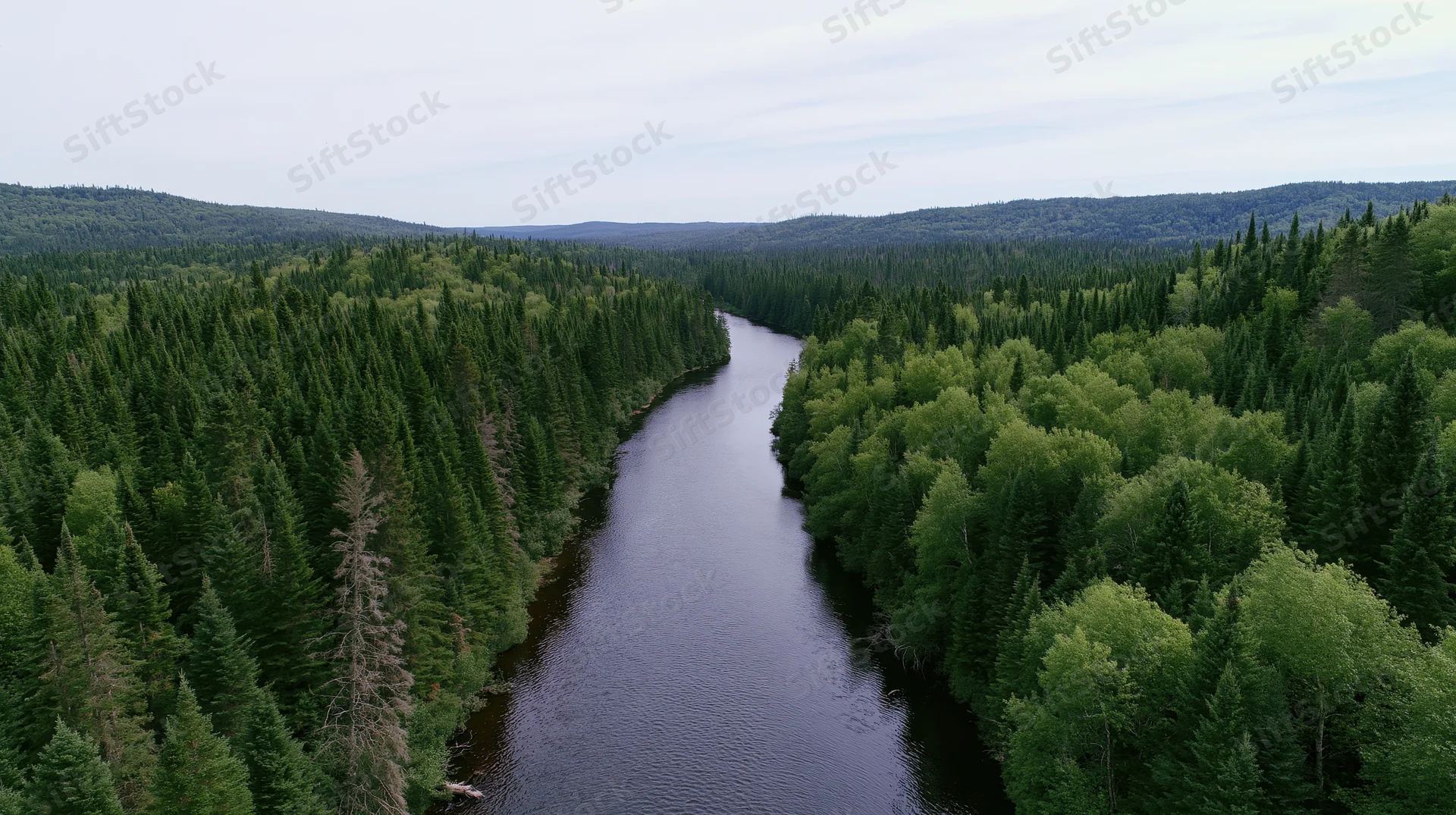 Aerial view of a dark winding river flowing through dense evergreen forest in a remote wilderness landscape