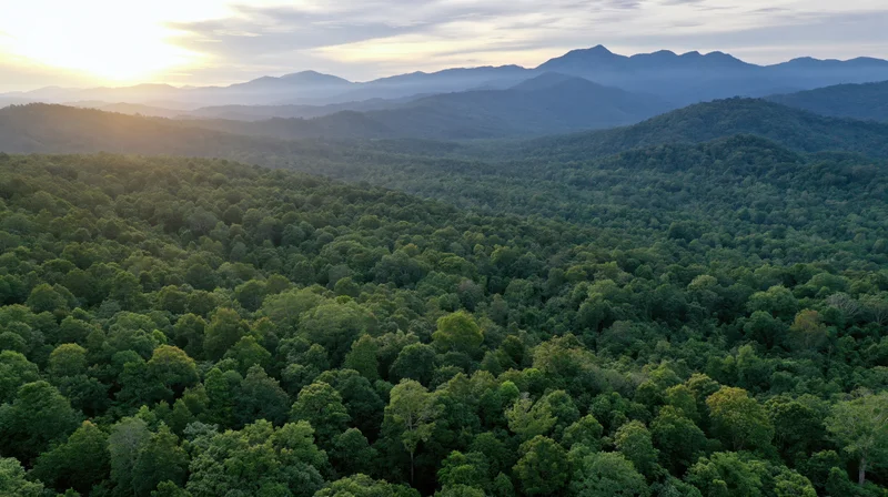 Aerial drone view of dense tropical forest canopy stretching across rolling mountains at sunrise